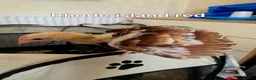 Mixed Breed poultry for sale: Fertile hatching Quail and chicken eggs in Swansea - Advert 6