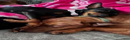 Miniature Pinscher dogs for sale: Min Pin Jesko Is Looking For His Forever Family 💙 - Advert 19