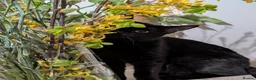 Mixed Breed cats for sale: Lovely Runa - Advert 7
