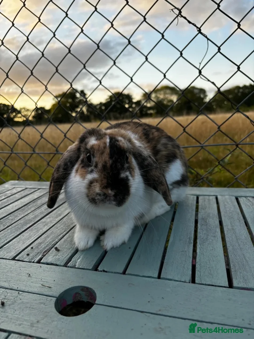Dwarf Lop rabbits for sale: Dwarf lop for rehoming  - Advert 2