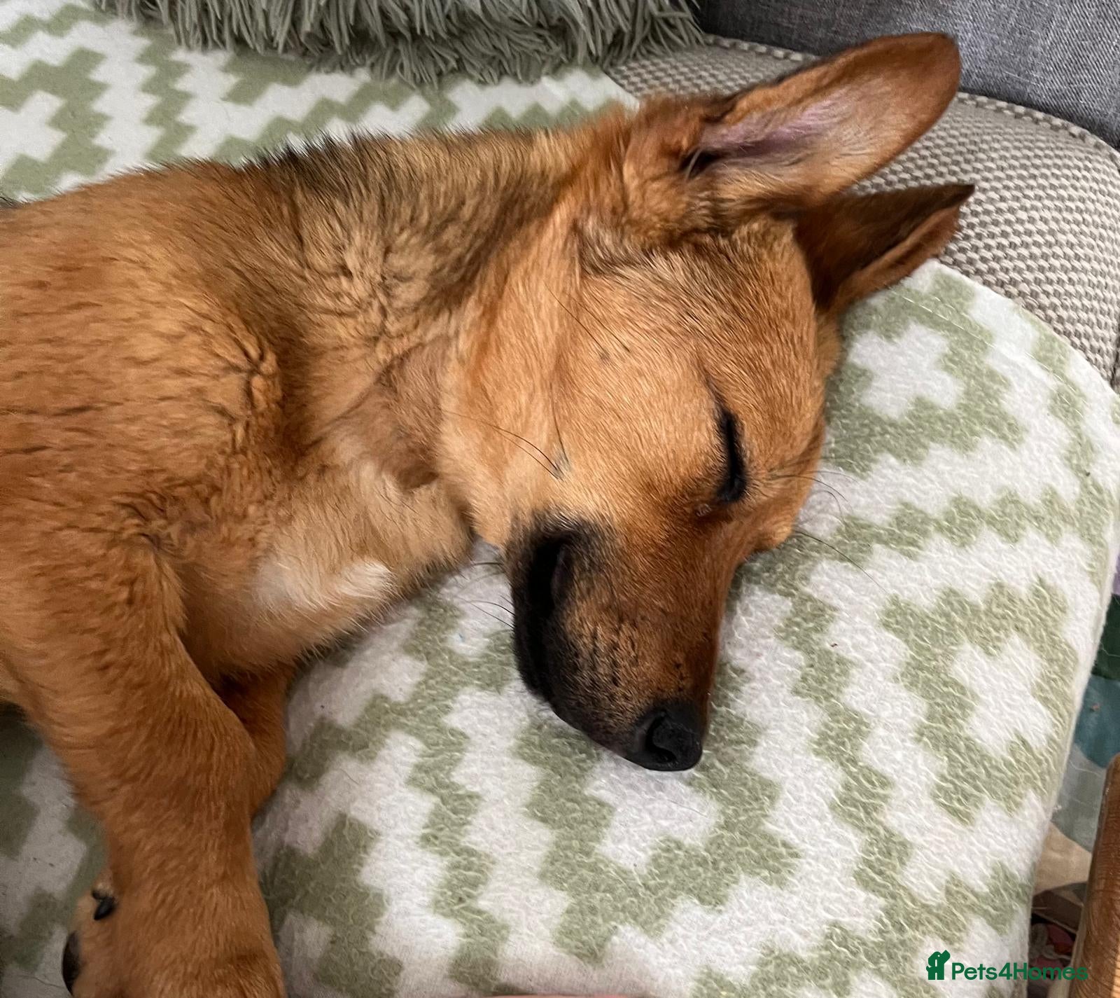 Meet Bozo — Mixed Breed