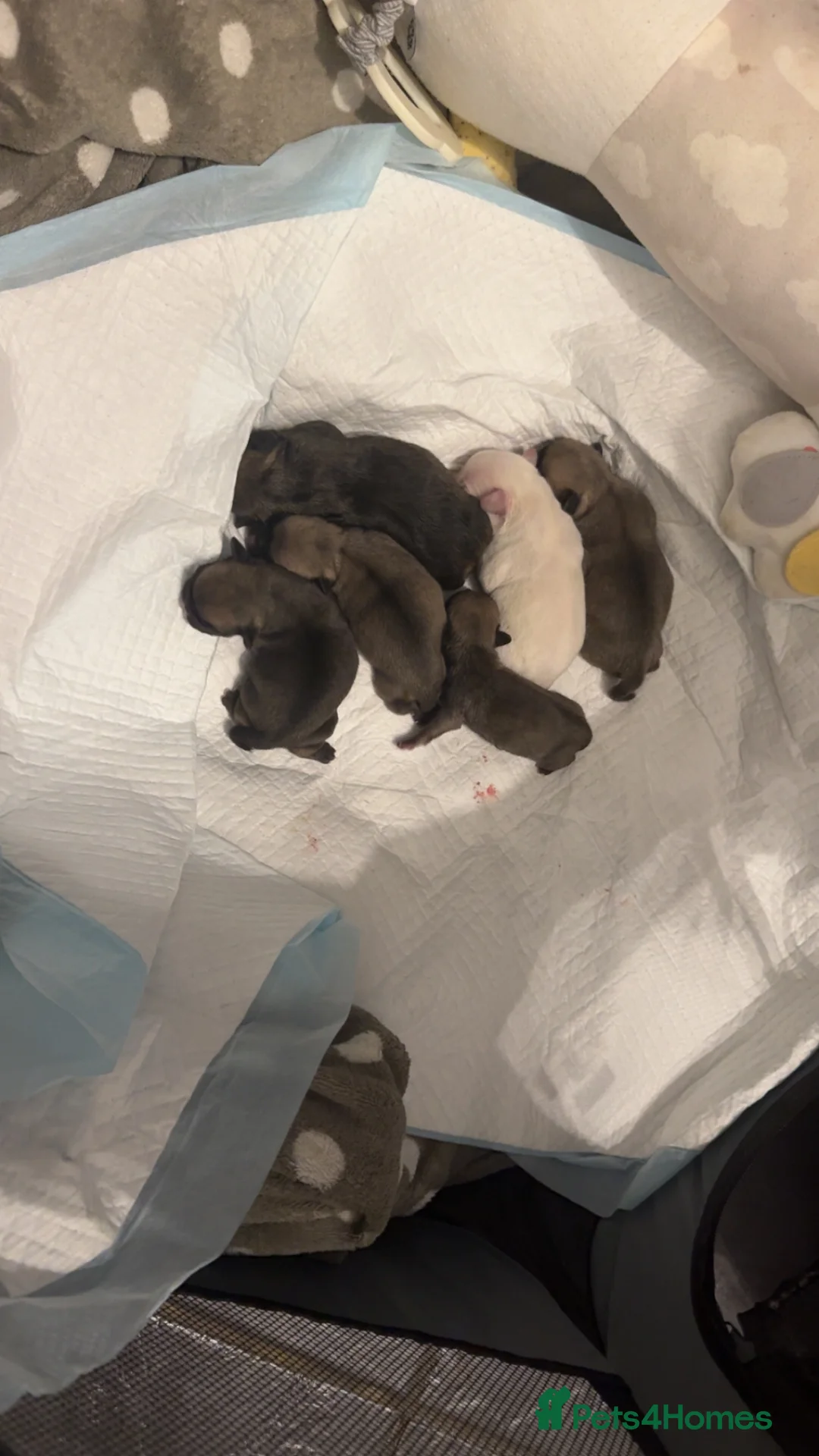 Frug dogs for sale: Frug  - Advert 4