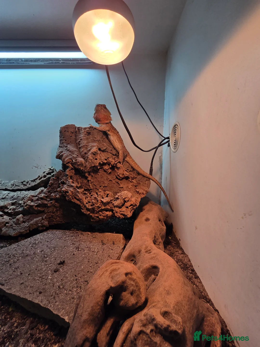 Bearded Dragon reptiles for sale: X2 female bearded dragons and set up in Walton-on-Thames - Advert 2