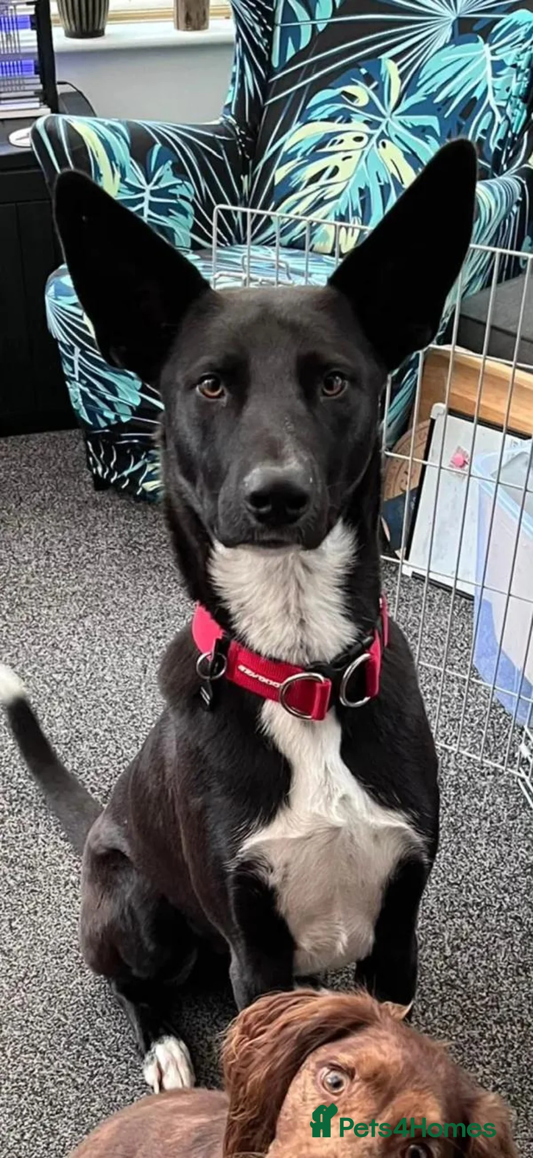 Mixed Breed dogs for adoption: Buddy - Advert 2
