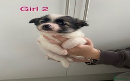 Mixed Breed dogs for sale: Jack-A-terrain puppies - Image 9