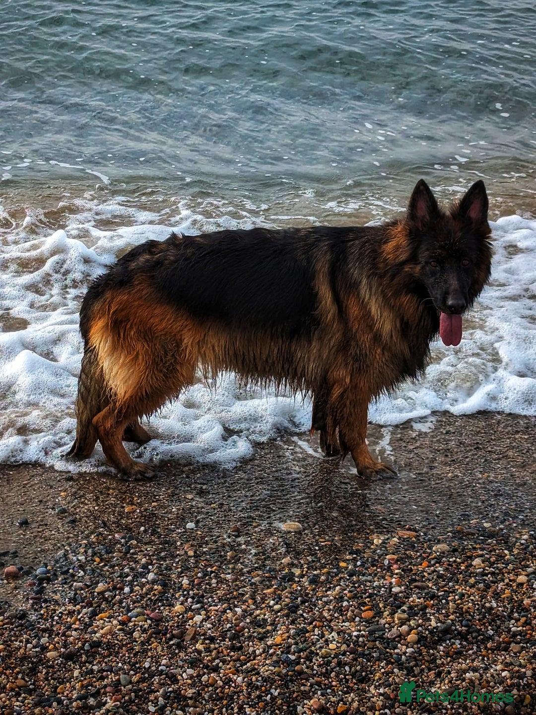 German Shepherd dogs for sale: Well socialised KC puppies, health tested parents - Advert 3