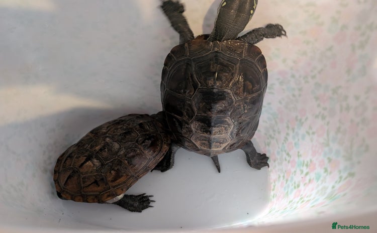 Turtle reptiles - Advert 1