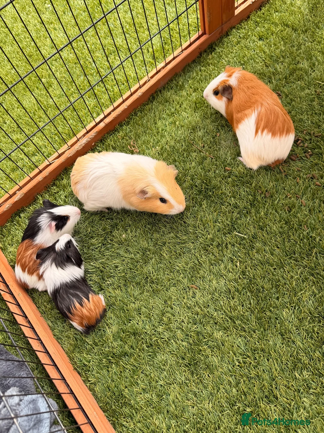 Guinea Pig rodents for sale: Guinea pigs looking for forever homes - Advert 2
