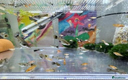 Platies fish for sale: Small platys and Guppys for sale £1 each-Fish only in Bromley - Image 11