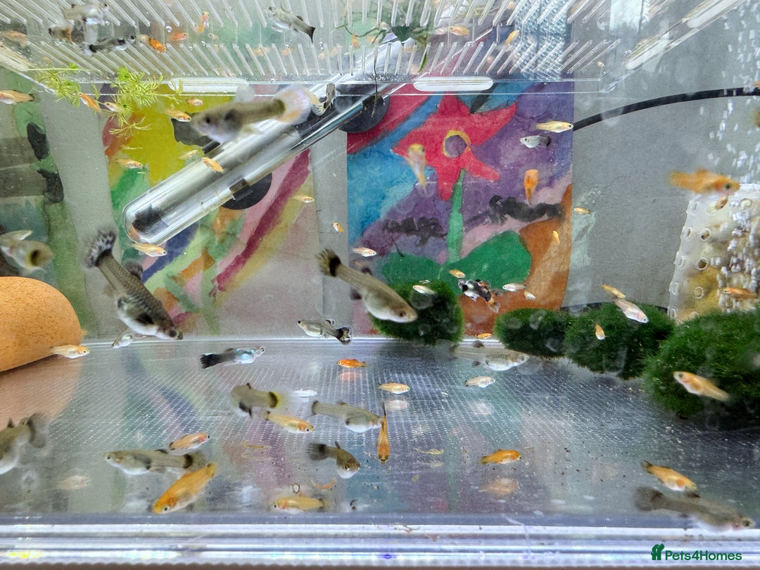 Platies fish for sale: Small platys and Guppys for sale £1 each-Fish only in Bromley - Image 11