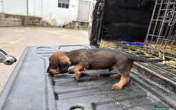 Dachshund dogs for sale: Wirehaired Dachshund (Teckel) Pups  - Image 13