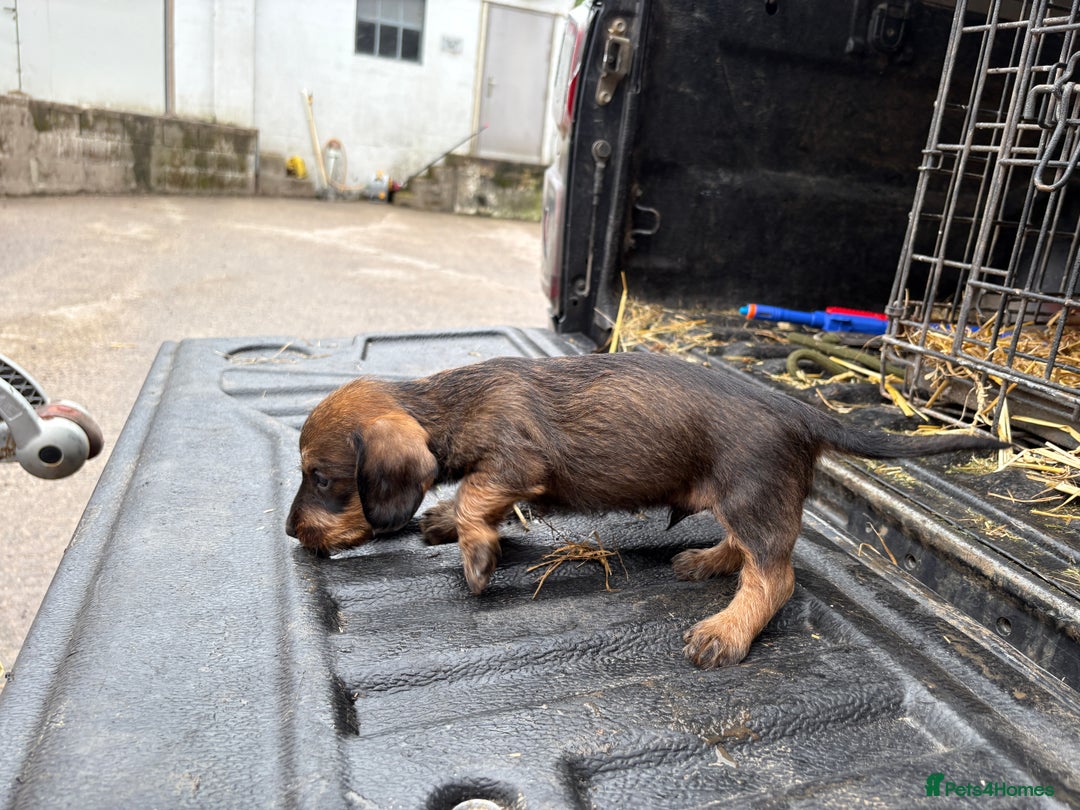 Dachshund dogs for sale: Wirehaired Dachshund (Teckel) Pups  - Image 13