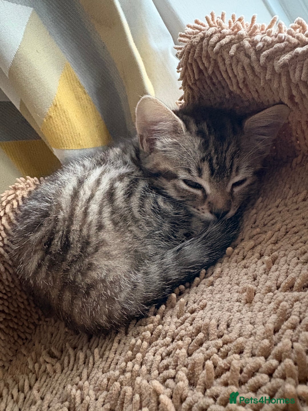 Mixed Breed cats for sale: Looking for a forever home  - Advert 5