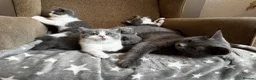British Shorthair cats for sale: 🩶 TICA Registered British Shorthair Kittens in London - Advert 12