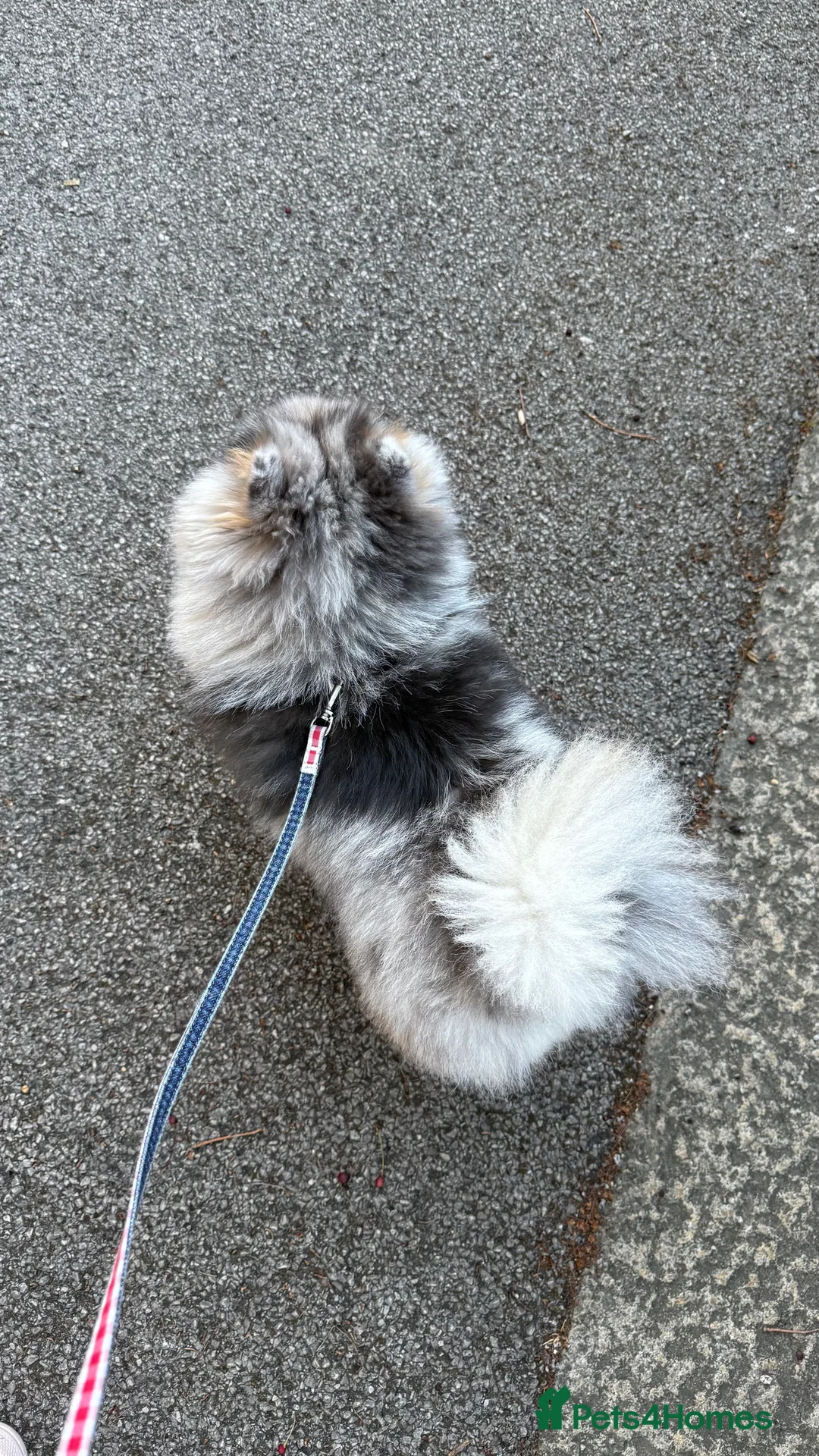 Pomeranian dogs for stud: Rare Blue & Tan Merle Pomeranian Stud – London  - Advert 23