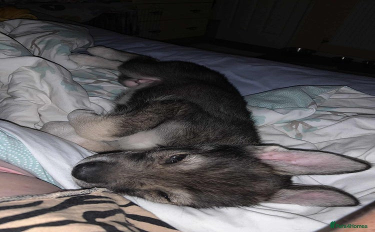 Shepsky dogs - Advert 1