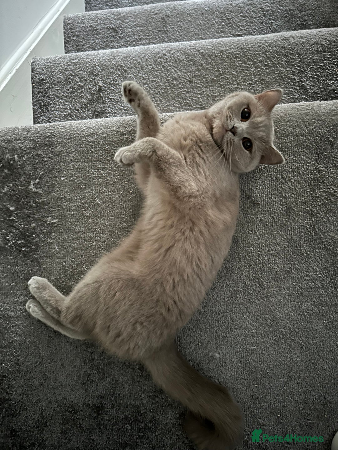 British Shorthair cats for sale: British Shorthair Cats - Image 2