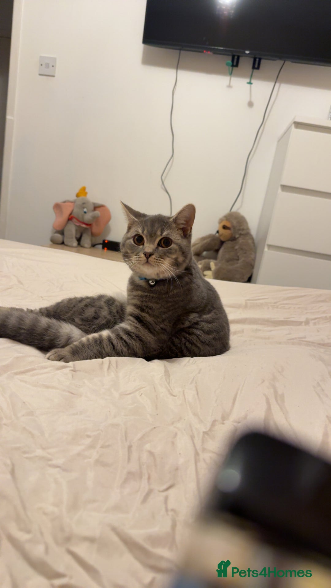 British Shorthair cats for sale: British shorthair boy  - Advert 2