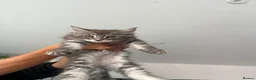 Maine Coon cats for sale: Main coon kittens ready now - Advert 9