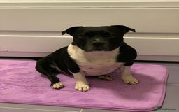 Staffordshire Bull Terrier dogs for sale: Beautiful Loyal Staffy Girl Needs Loving Home - Image 3