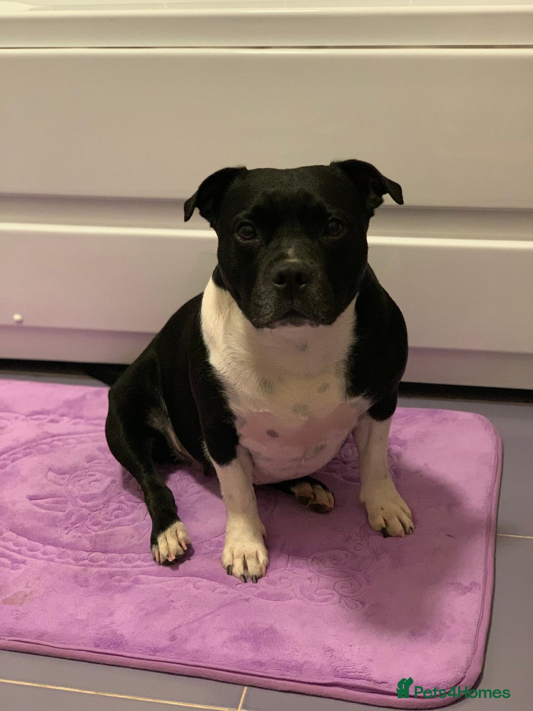 Staffordshire Bull Terrier dogs for sale: Beautiful Loyal Staffy Girl Needs Loving Home - Image 3