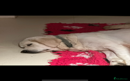 Golden Retriever dogs for sale: 4 Year Old Female Cream Golden Retriever  - Image 4