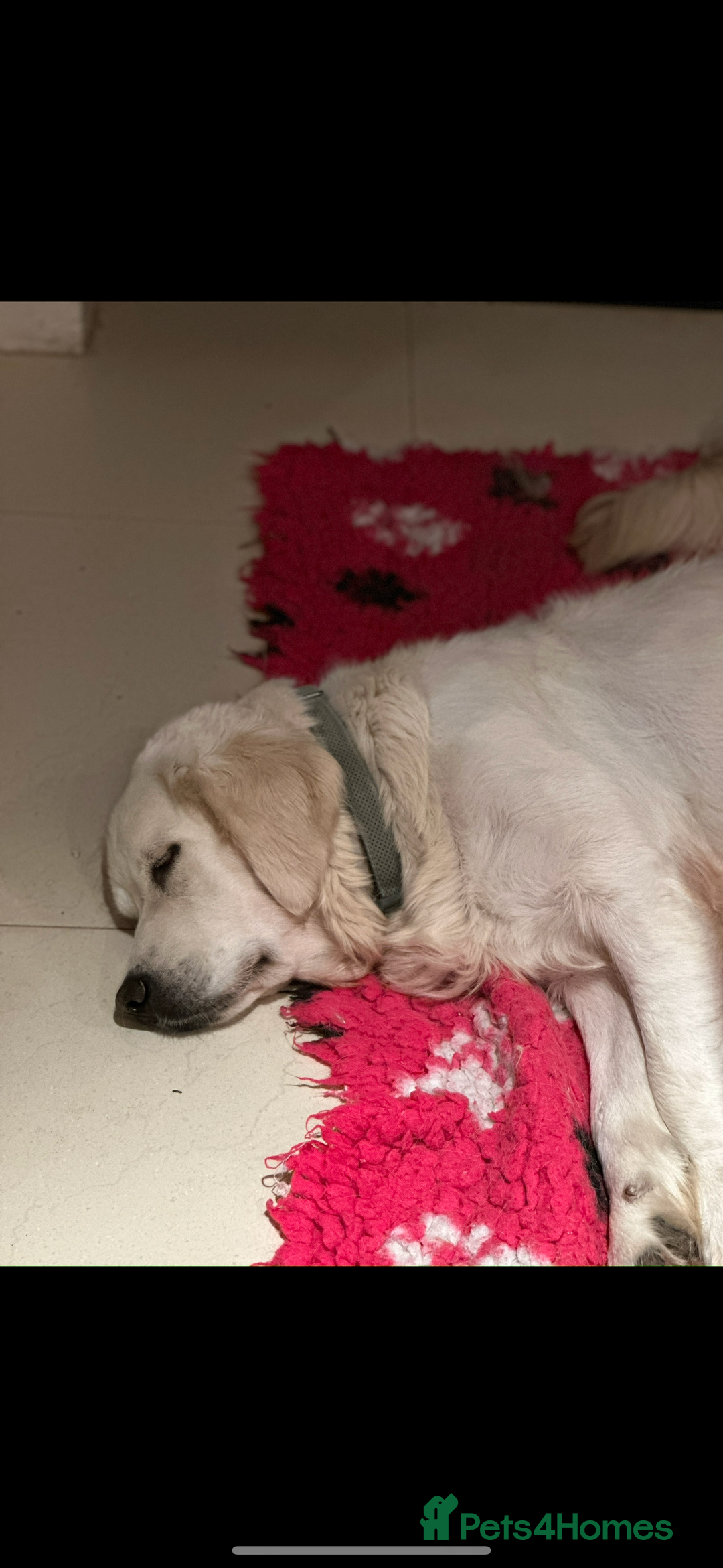 Golden Retriever dogs for sale: 4 Year Old Female Cream Golden Retriever  - Image 4