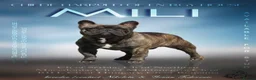 French Bulldog dogs for stud: International Champion French Bulldog at Stud - Advert 1