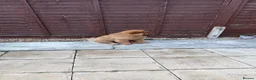 Chow Chow dogs for sale: Beautiful 17week old ChowChow puppy needs new home - Advert 9