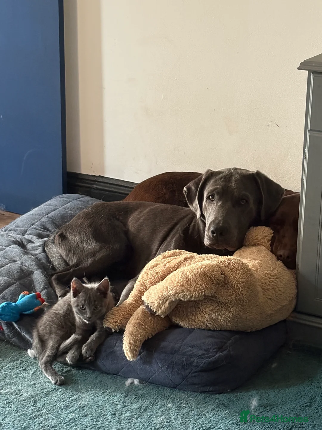 Labrador Retriever dogs for stud: Charcoal Labrador For Stud - Advert 10