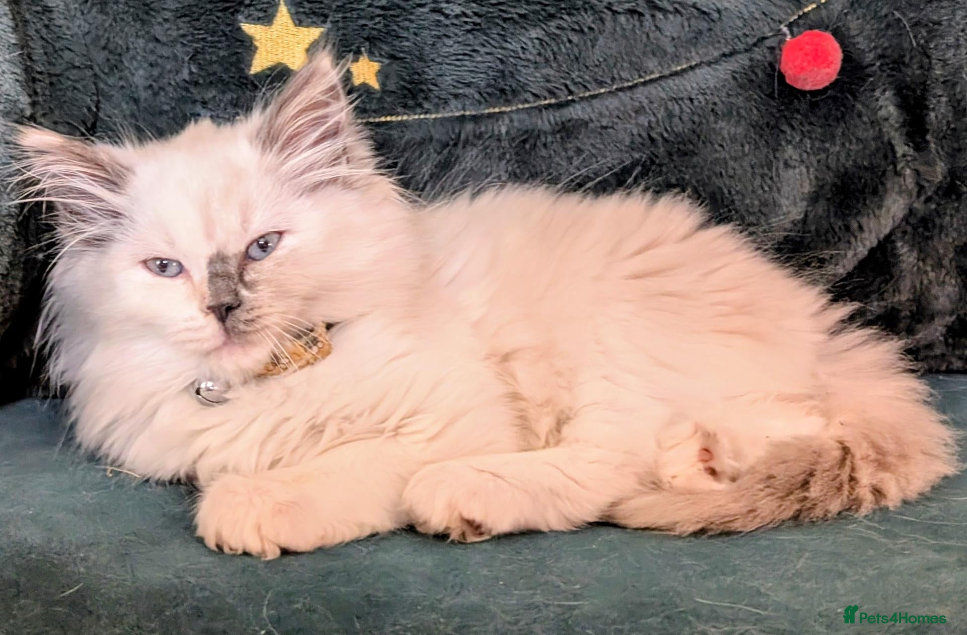 Ragdoll cats GCCF kittens grand champion sire - Advert 2
