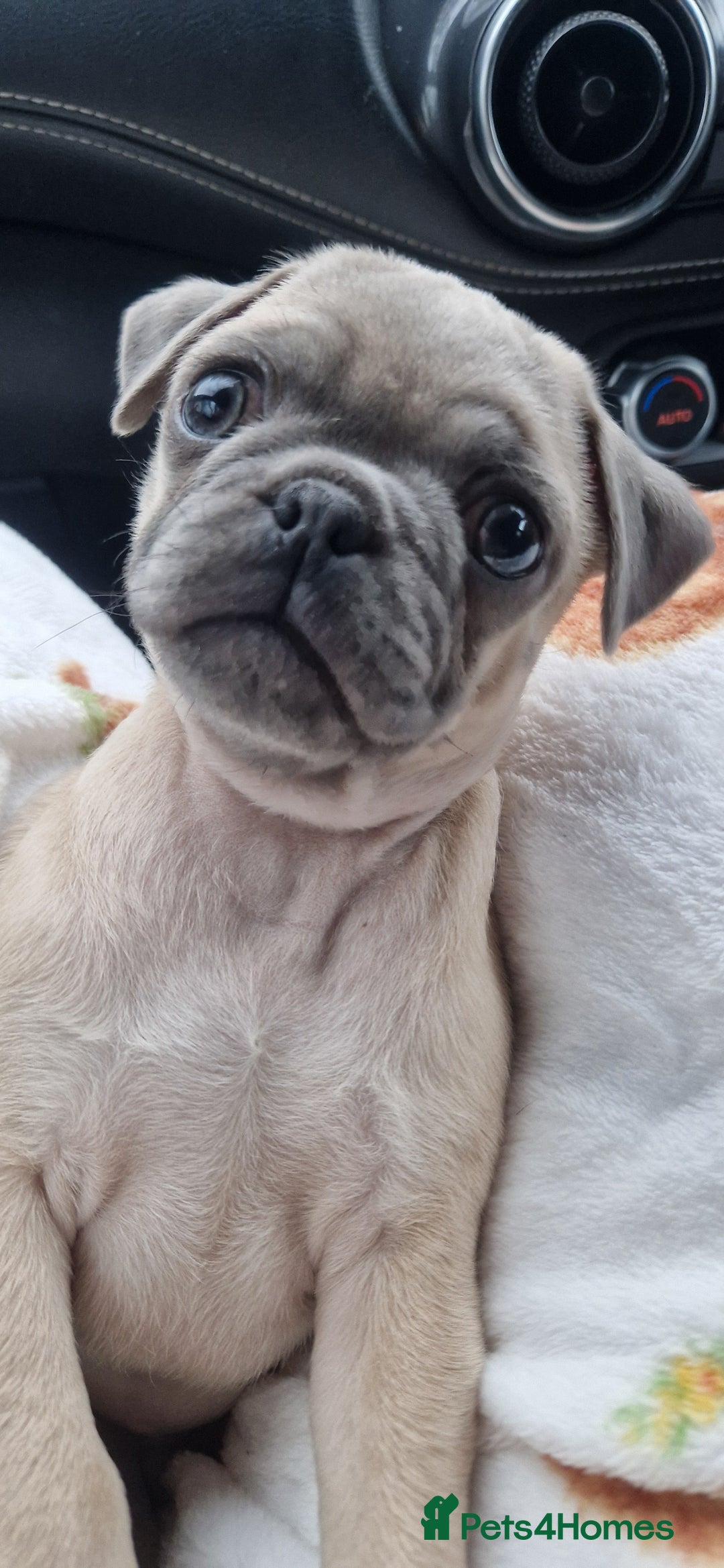 Pug dogs for sale: Male pug puppy  - Advert 3