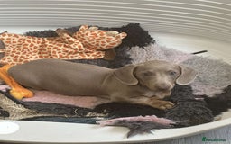 Miniature Dachshund dogs for sale: Miniature dachshund - Image 1