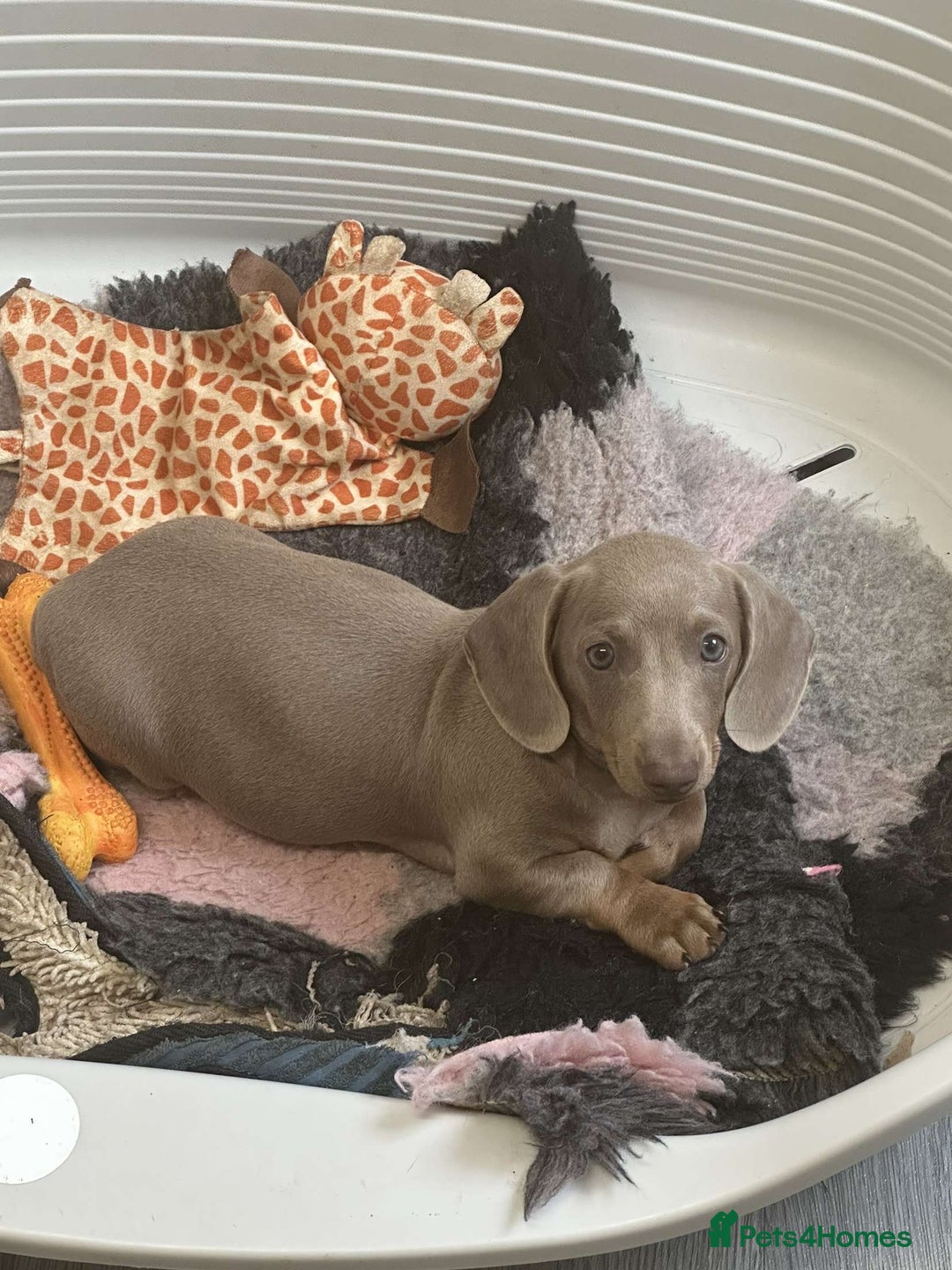 Miniature Dachshund dogs for sale: Miniature dachshund - Image 1