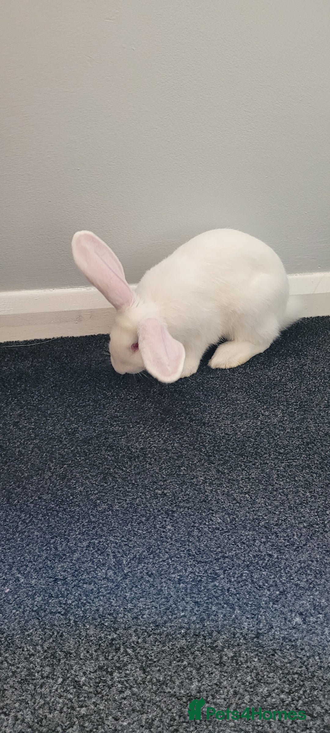 French Lop rabbits for sale: Giant French lop x giant continental  - Image 9