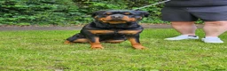 Rottweiler dogs for sale: German rottweiler puppies  in Birmingham - Advert 4