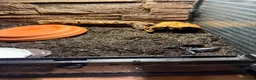Axolotl reptiles for sale: Thai Forest Scorpions — £20 each - Advert 3