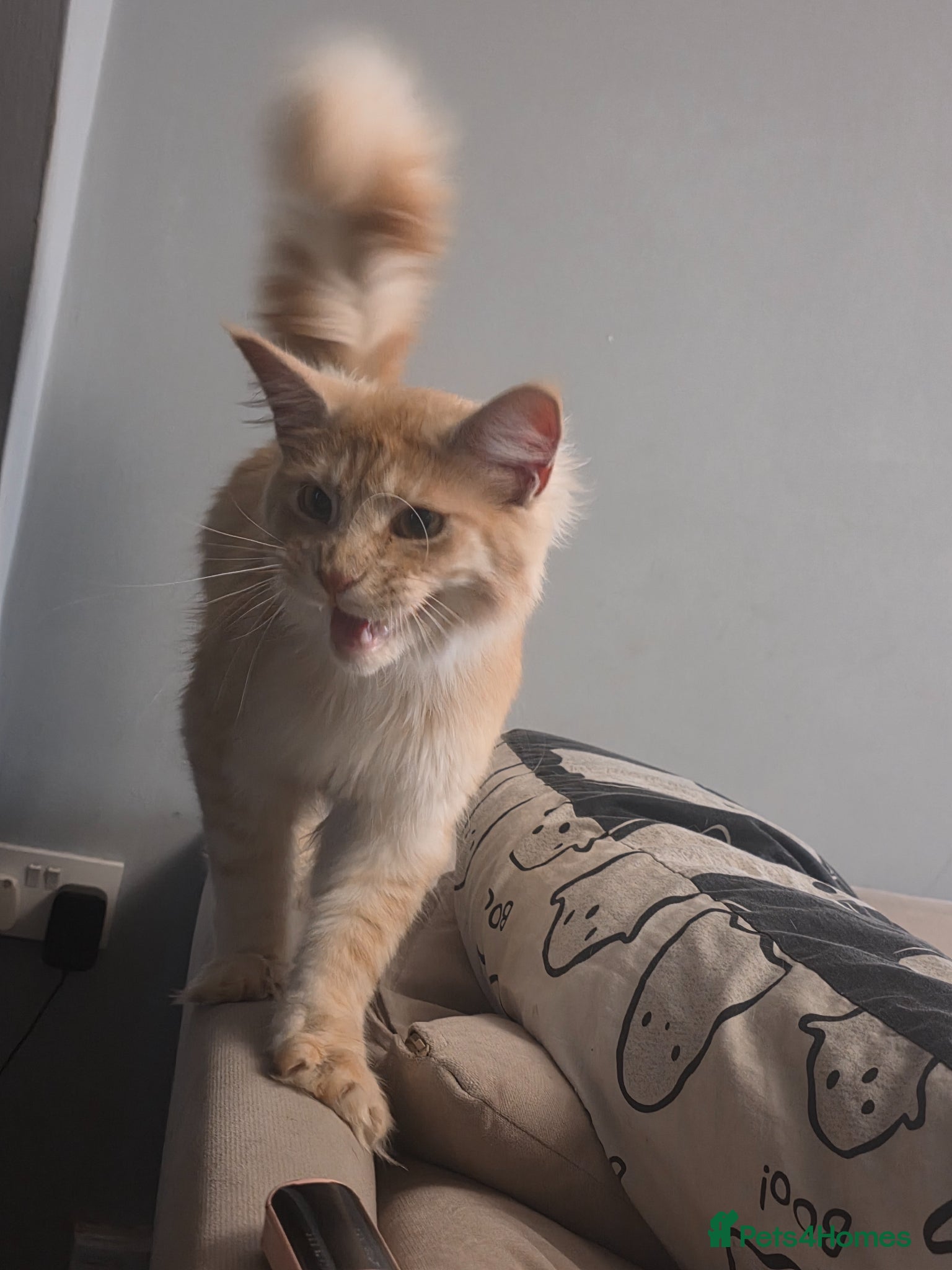 Maine Coon cats for sale: Big Mainecoon Male baby left  - Advert 2