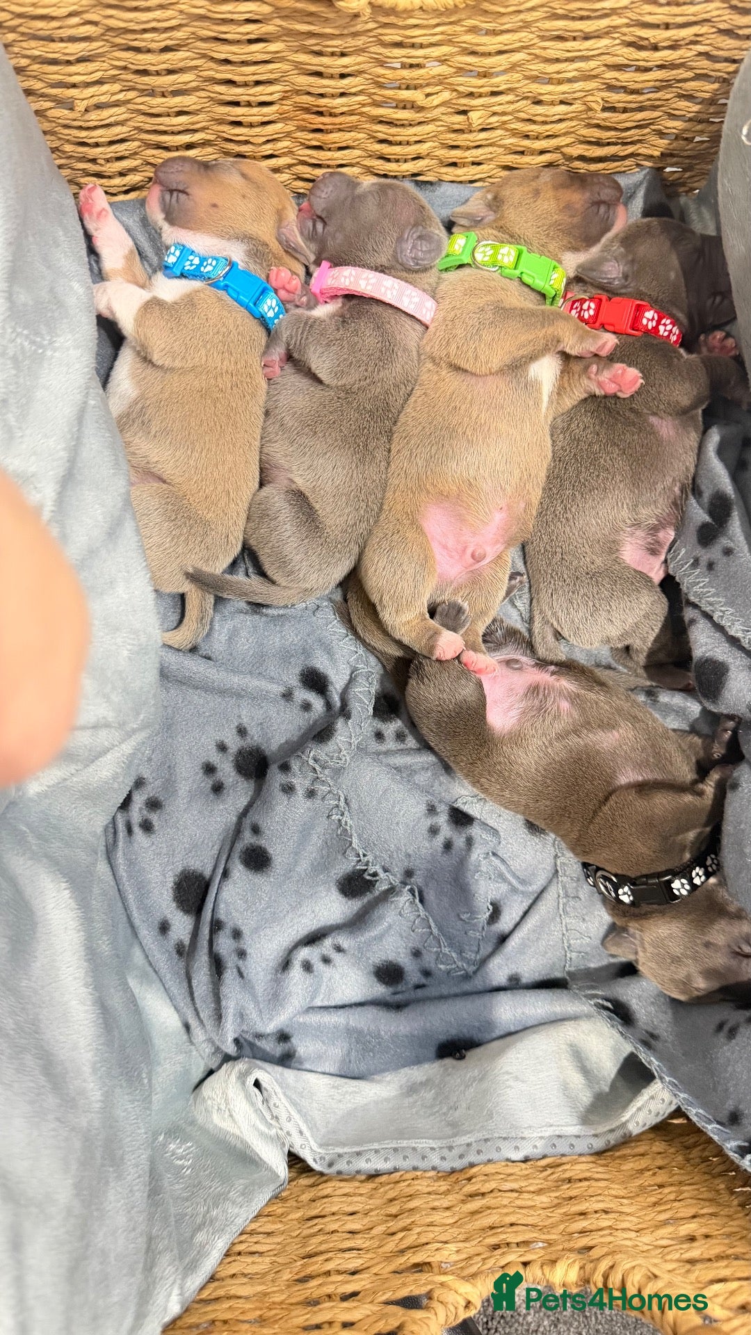 Staffordshire Bull Terrier dogs for sale: Staffy litter - Advert 7