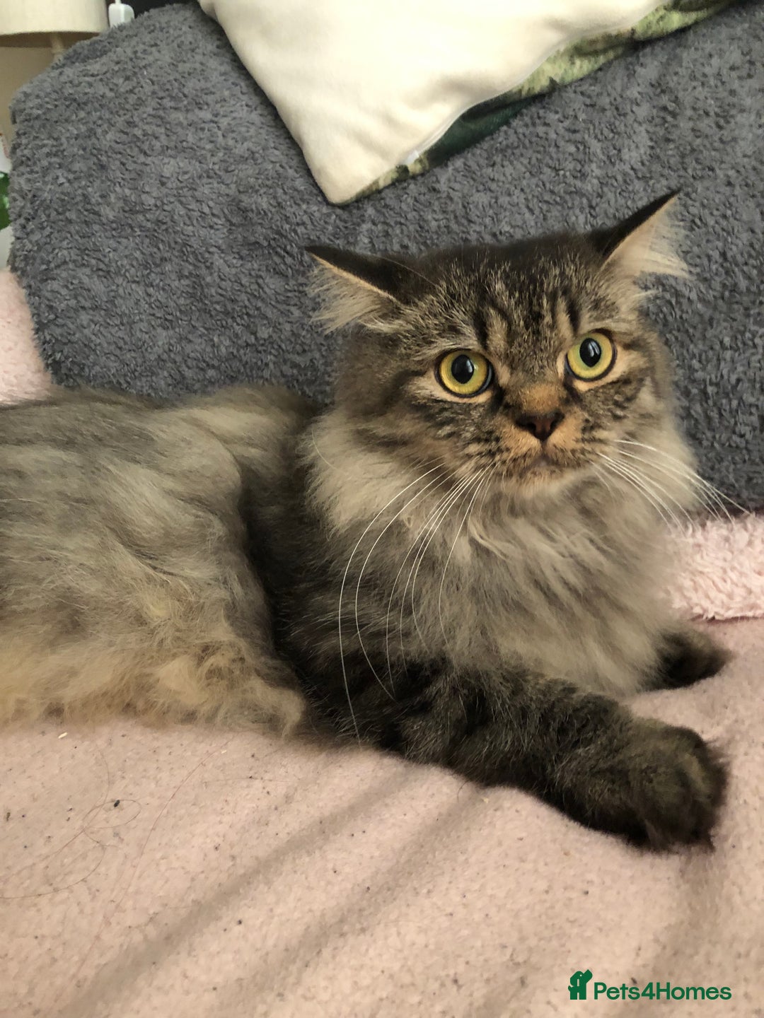 Persian cats for sale: Persian cat  - Image 1