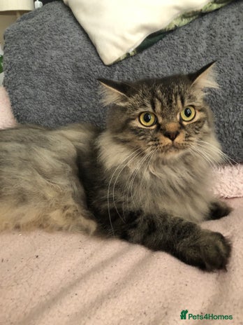 Persian cats - Advert 9