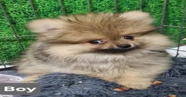 Pomeranian dogs - Advert 5