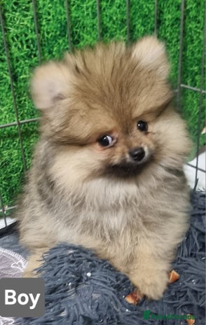 Pomeranian dogs - Advert 2