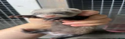 Ferret rodents for sale: Sable Ferrets - Advert 5