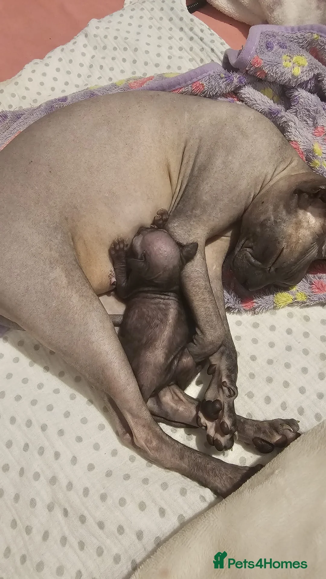 Sphynx cats for sale: Donskoy Sphynx - Advert 6