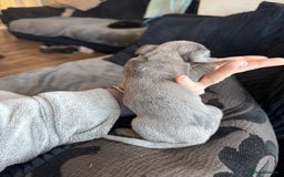 Dachshund dogs for sale: STUNNING dashaunds!!  - Advert 12