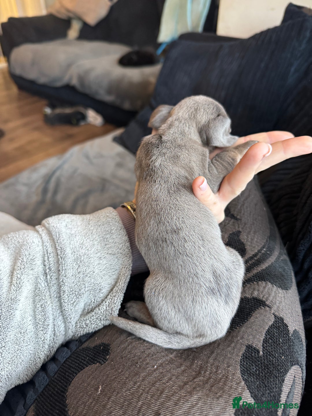 Dachshund dogs for sale: STUNNING dashaunds!!  - Advert 12