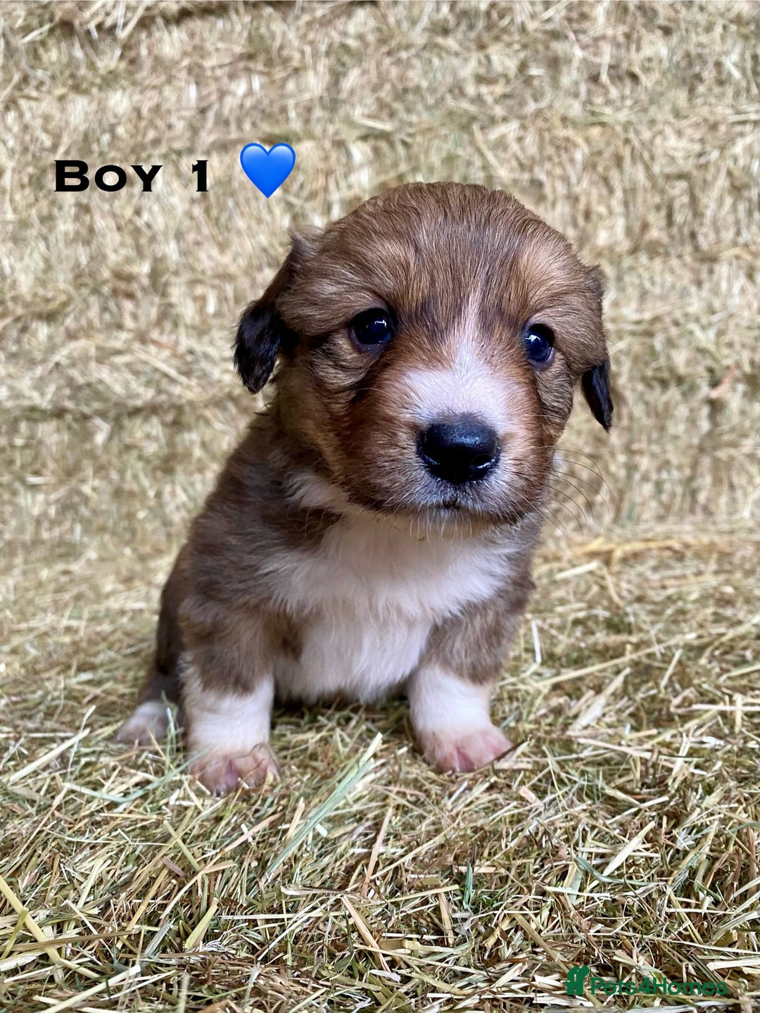 Border Collie dogs for sale: Border Collie Puppies - Advert 4