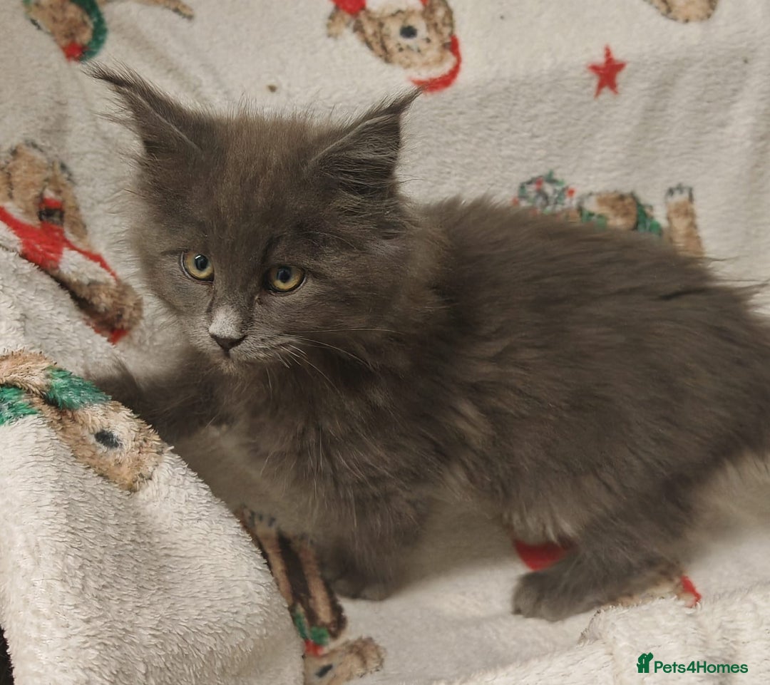 Maine Coon cats for sale: Beautiful Maine coon kittens - Image 18