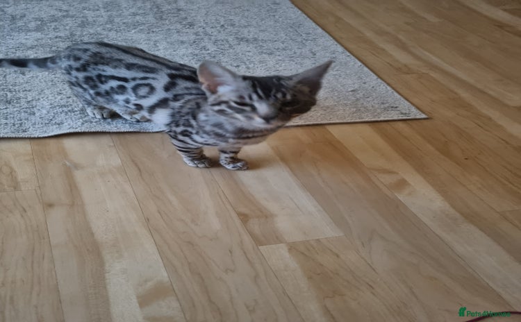 Bengal cats - Advert 5